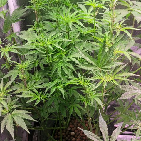Fudgesicle 5 growlog timeline photo