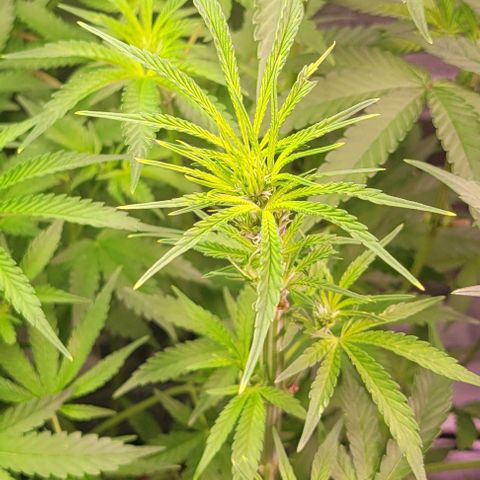Fudgesicle 5 growlog timeline photo