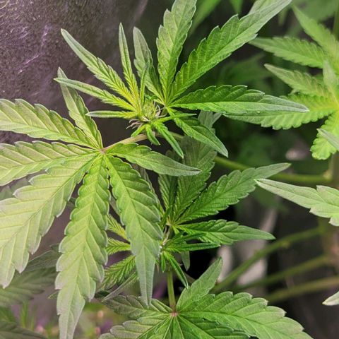 Fudgesicle 5 growlog timeline photo