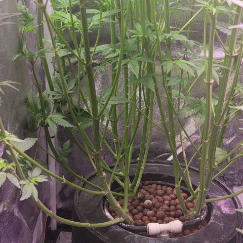 Fudgesicle 5 growlog timeline photo