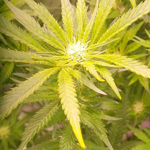 Gorilla Zkittles 1 growlog timeline photo
