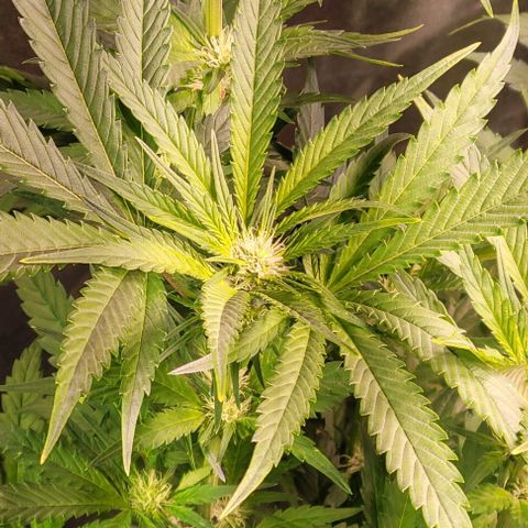 Gorilla Zkittles 1 growlog timeline photo