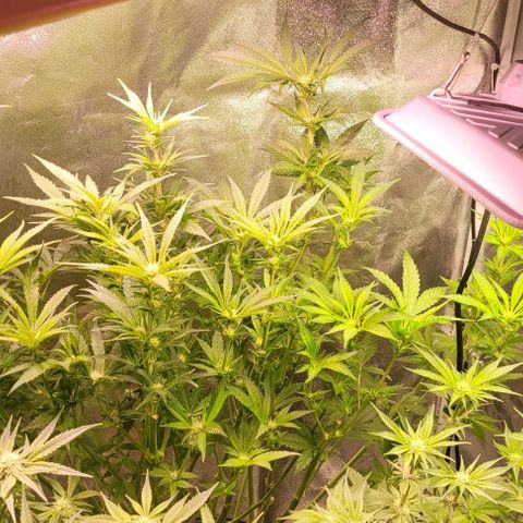 Gorilla Zkittles 1 growlog timeline photo