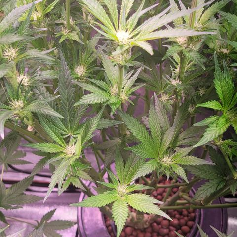 Gorilla Zkittles 1 growlog timeline photo