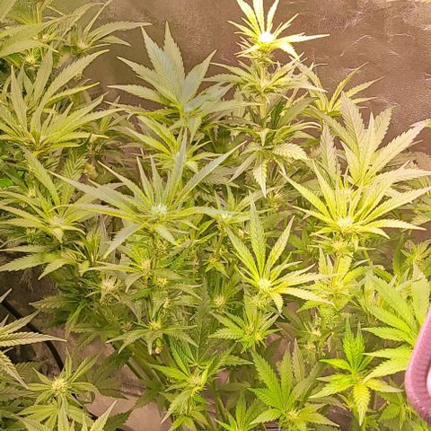 Gorilla Zkittles 1 growlog timeline photo