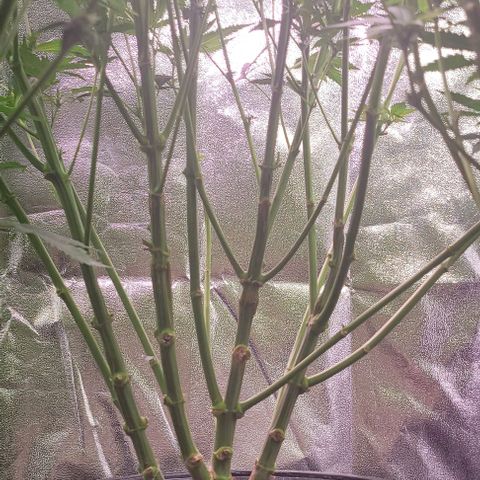 Gorilla Zkittles 1 growlog timeline photo