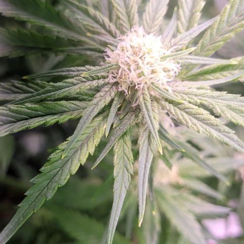 Bling Berry 1 growlog timeline photo