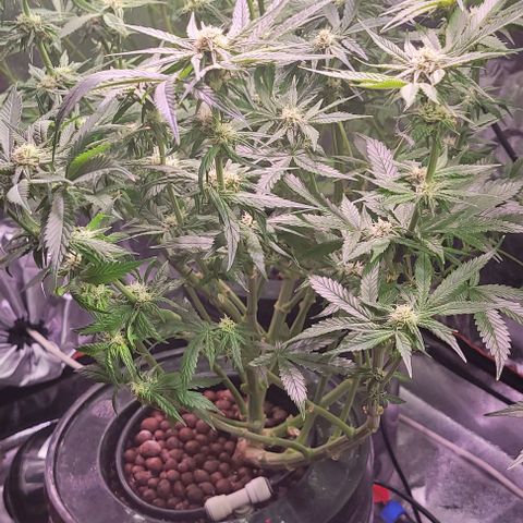 Bling Berry 1 growlog timeline photo