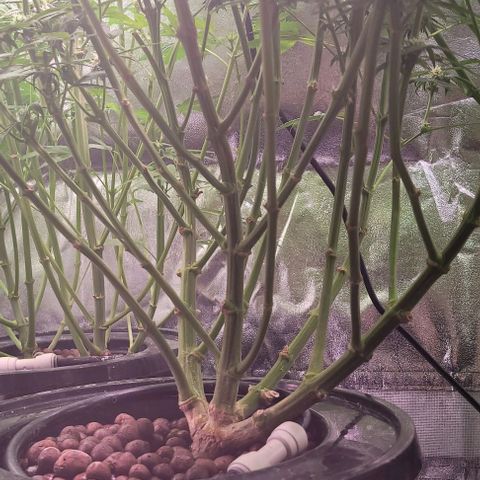 Bling Berry 1 growlog timeline photo