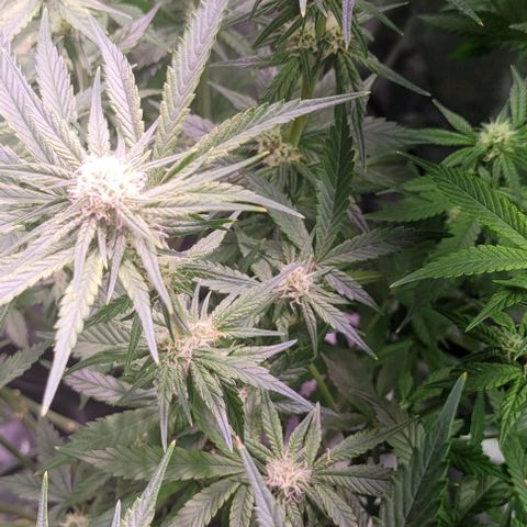 Bling Berry 1 growlog timeline photo