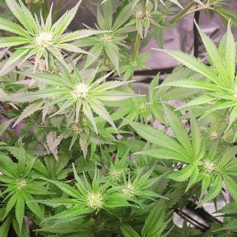 Mimosa x Orange Punch 1 growlog timeline photo
