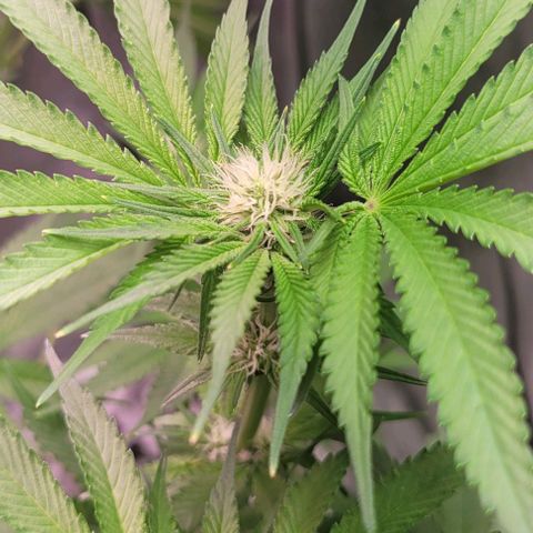 Mimosa x Orange Punch 1 growlog timeline photo