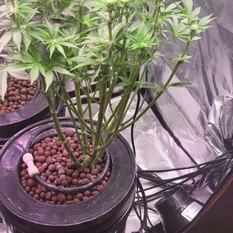 Mimosa x Orange Punch 1 growlog timeline photo