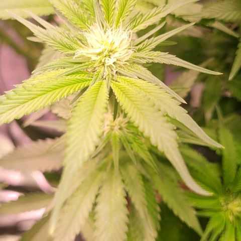 Mimosa x Orange Punch 1 growlog timeline photo