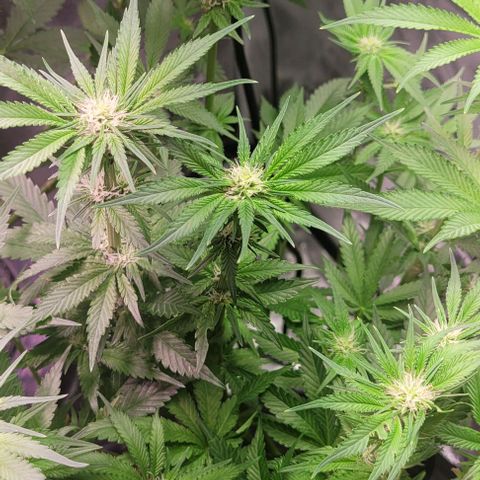 Mimosa x Orange Punch 1 growlog timeline photo