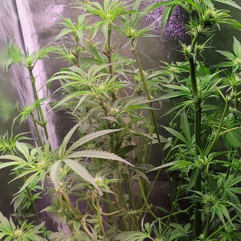 Fudgesicle 5 growlog timeline photo