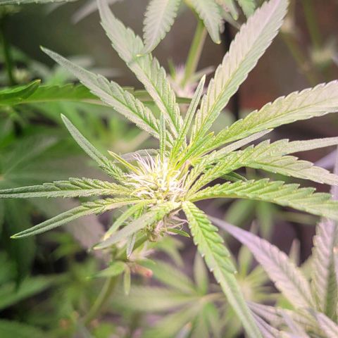 Fudgesicle 5 growlog timeline photo
