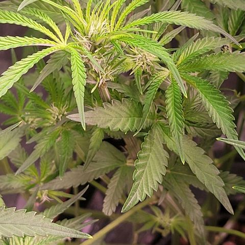 Fudgesicle 5 growlog timeline photo