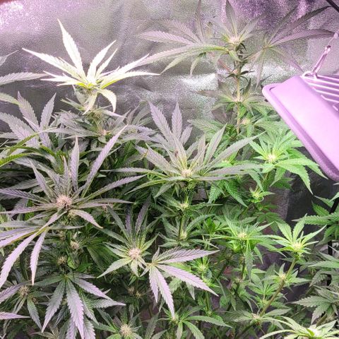 Gorilla Zkittles 1 growlog timeline photo