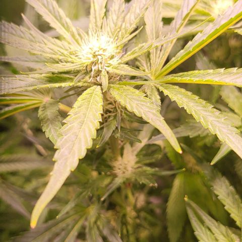 Gorilla Zkittles 1 growlog timeline photo