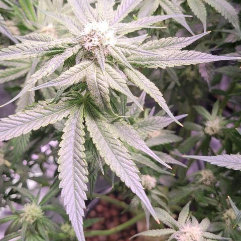 Bling Berry 1 growlog timeline photo