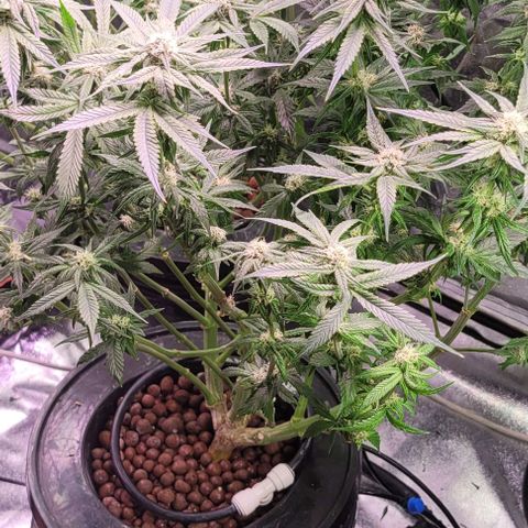 Bling Berry 1 growlog timeline photo