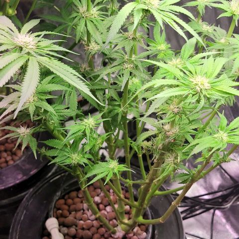Mimosa x Orange Punch 1 growlog timeline photo