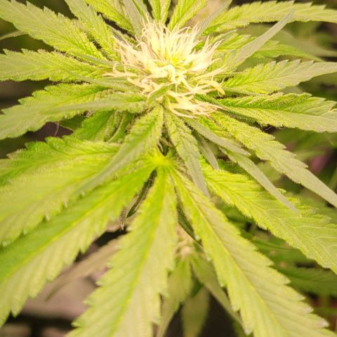 Mimosa x Orange Punch 1 growlog timeline photo