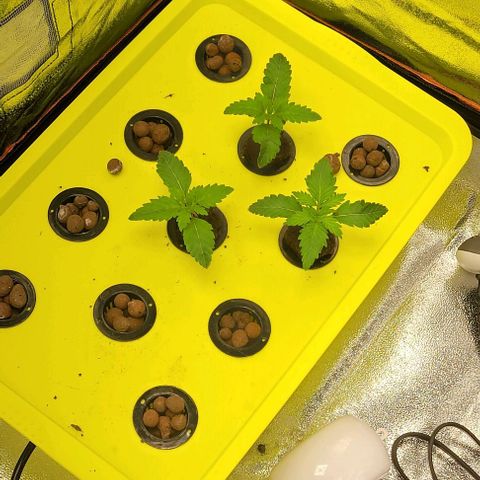 Gorilla Zkittles 5 growlog timeline photo