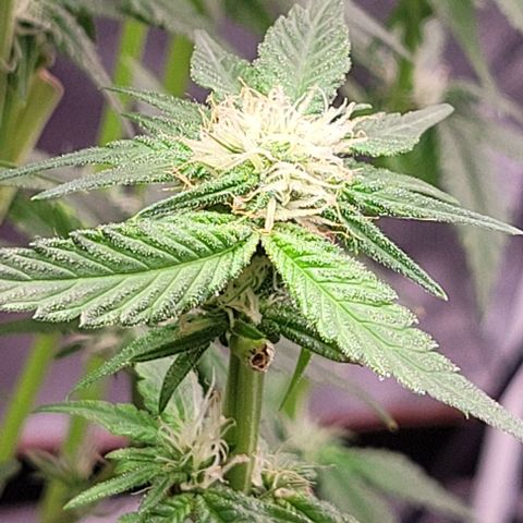 Mimosa x Orange Punch 1 growlog timeline photo