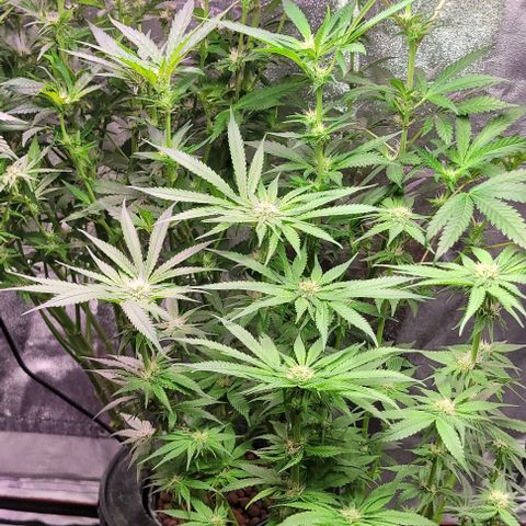 Mimosa x Orange Punch 1 growlog timeline photo