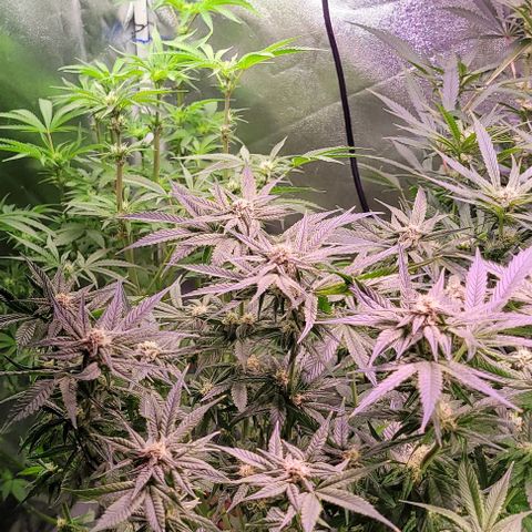 Bling Berry 1 growlog timeline photo