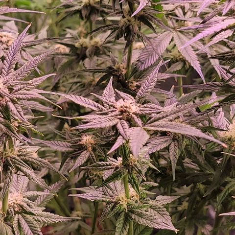 Bling Berry 1 growlog timeline photo