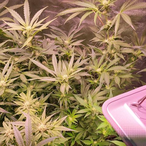 Gorilla Zkittles 1 growlog timeline photo