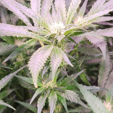 Gorilla Zkittles 1 growlog timeline photo