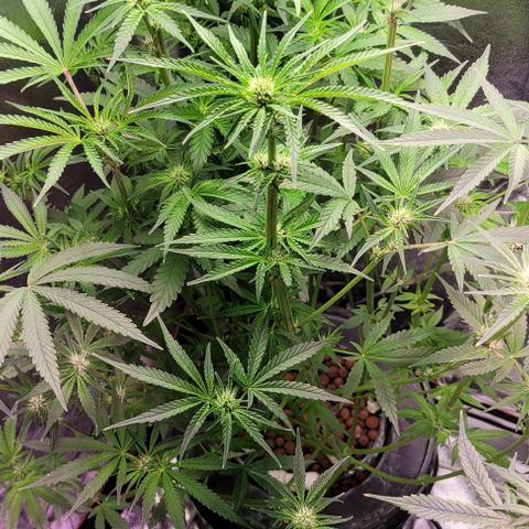 Fudgesicle 5 growlog timeline photo