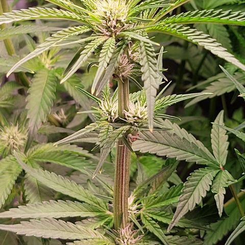 Fudgesicle 5 growlog timeline photo