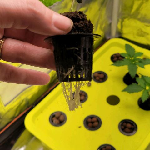 Gorilla Zkittles 5 growlog timeline photo