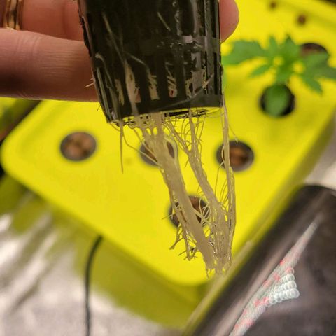 Gorilla Zkittles 5 growlog timeline photo