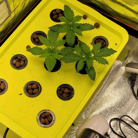 Gorilla Zkittles 5 growlog timeline photo