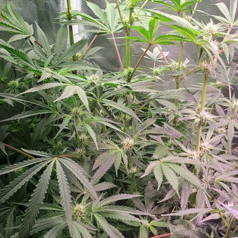 Fudgesicle 5 growlog timeline photo
