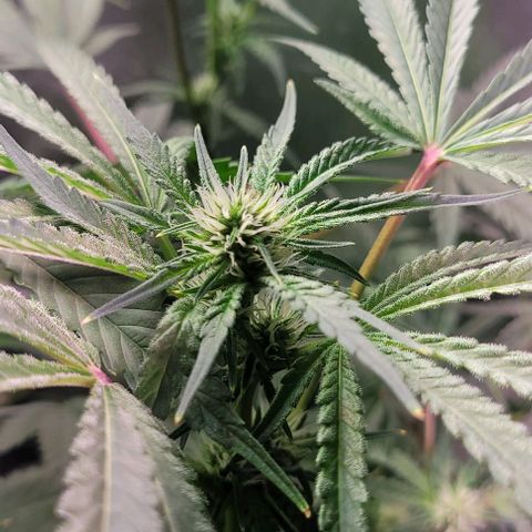 Fudgesicle 5 growlog timeline photo