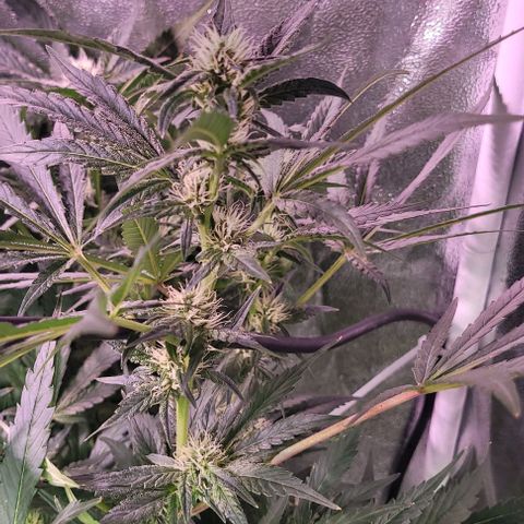 Gorilla Zkittles 1 growlog timeline photo