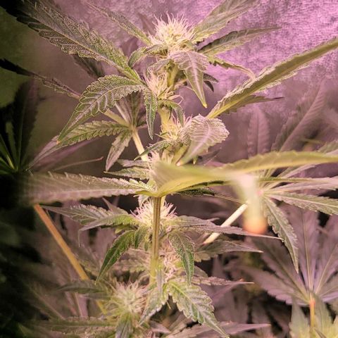 Gorilla Zkittles 1 growlog timeline photo