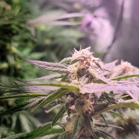 Bling Berry 1 growlog timeline photo