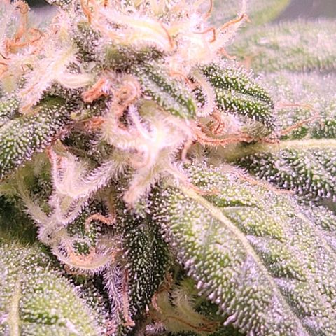 Bling Berry 1 growlog timeline photo