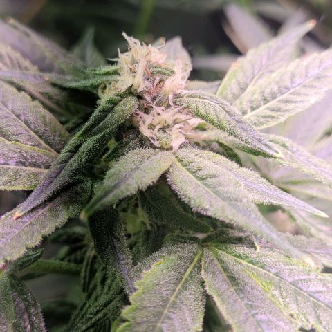 Bling Berry 1 growlog timeline photo