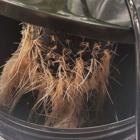 Gorilla Zkittles 5 growlog timeline photo