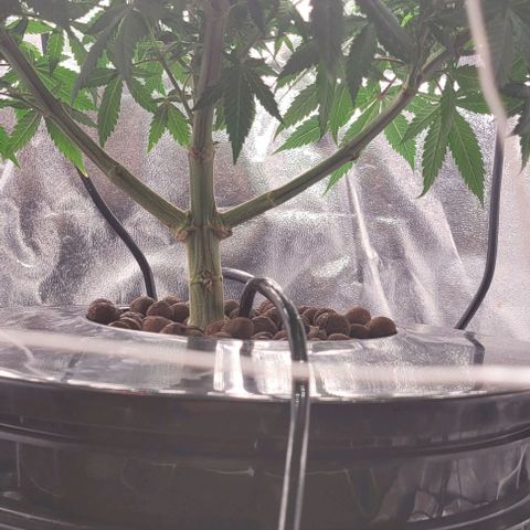 Gorilla Zkittles 5 growlog timeline photo