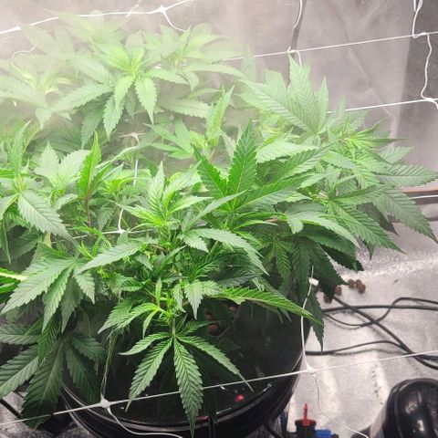 Gorilla Zkittles 5 growlog timeline photo